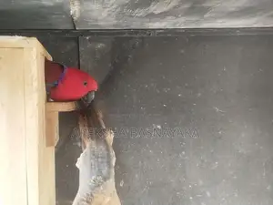 Eclectus Parrot 2 Pairs Panagoda