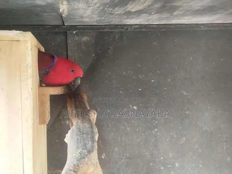 Eclectus Parrot 2 Pairs Panagoda