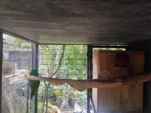 Eclectus Parrot 2 Pairs Panagoda