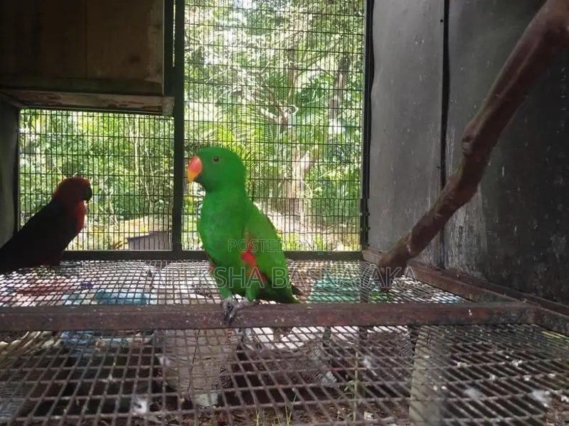 Eclectus Parrot 2 Pairs Panagoda
