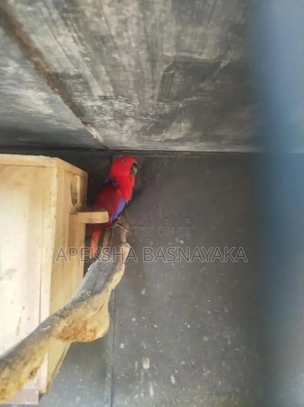 Eclectus Parrot 2 Pairs Panagoda