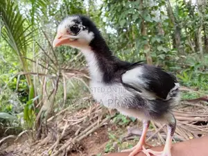 1 Month Old Chicks