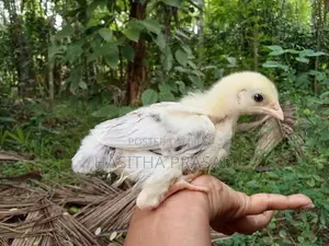 1 Month Old Chicks