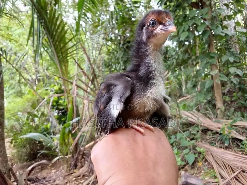 1 Month Old Chicks