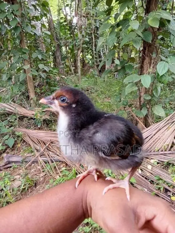1 Month Old Chicks