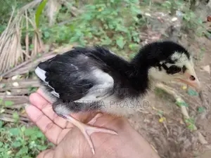 1 Month Old Chicks