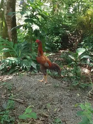 Kukulan