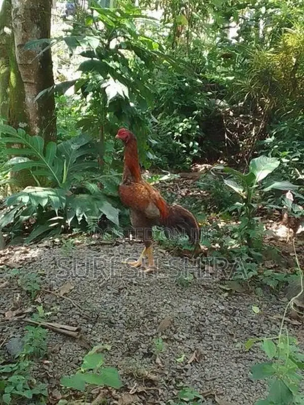 Kukulan