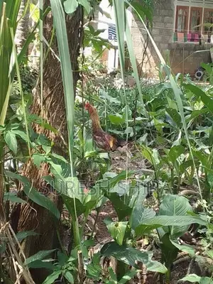 Kukulan