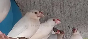 Java Birds