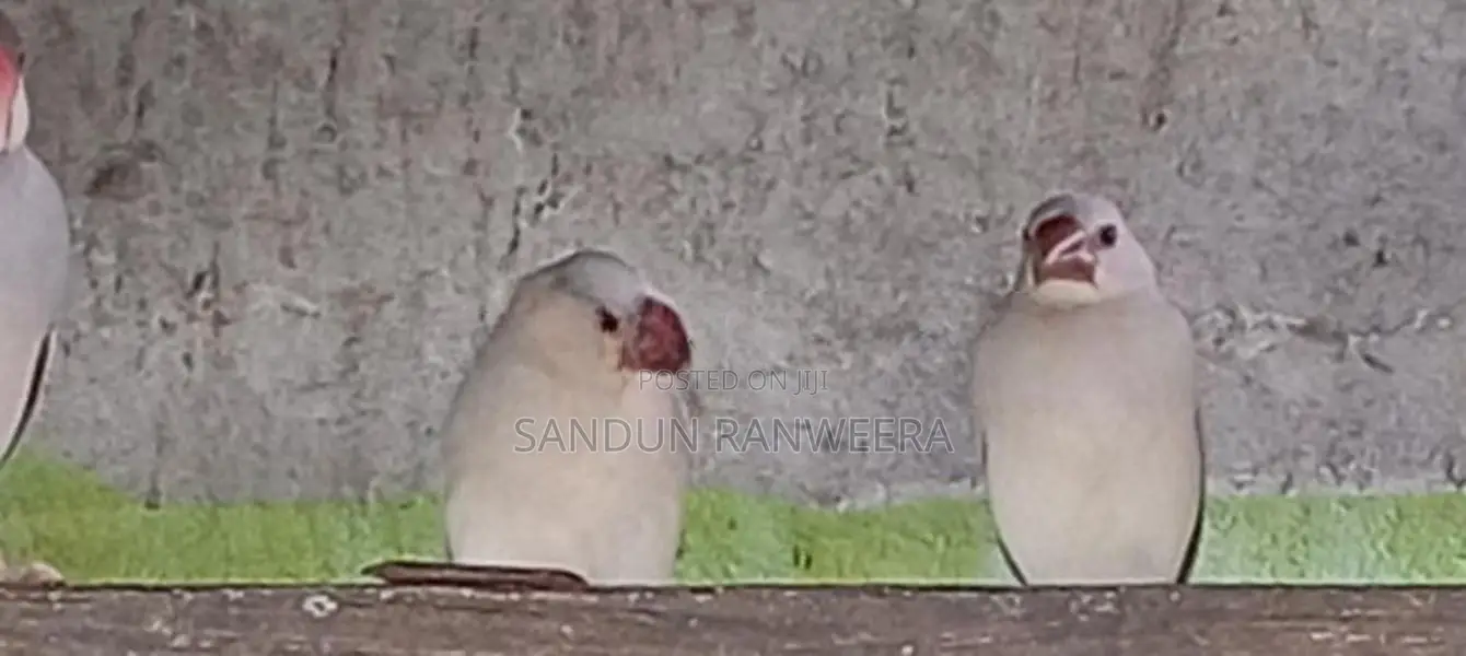 Java Birds