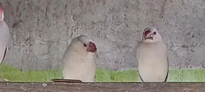 Java Birds