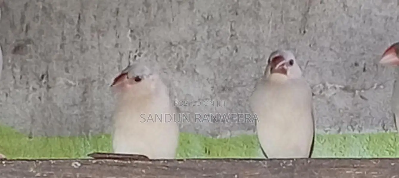 Java Birds