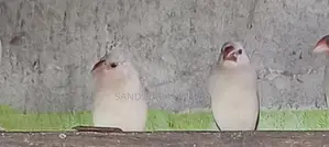 Java Birds