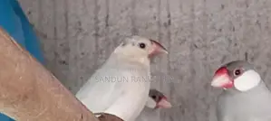 Java Birds