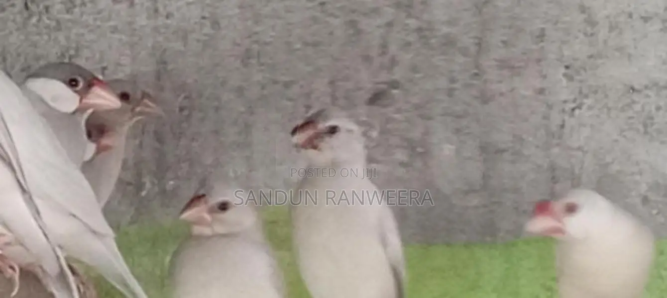 Java Birds