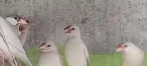 Java Birds