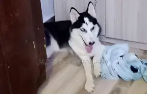 Husky