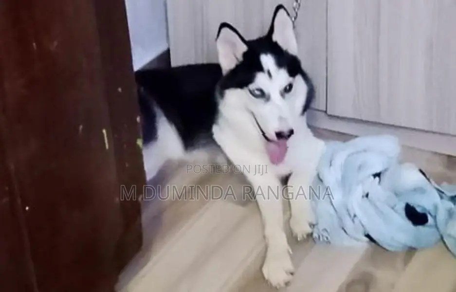 Husky