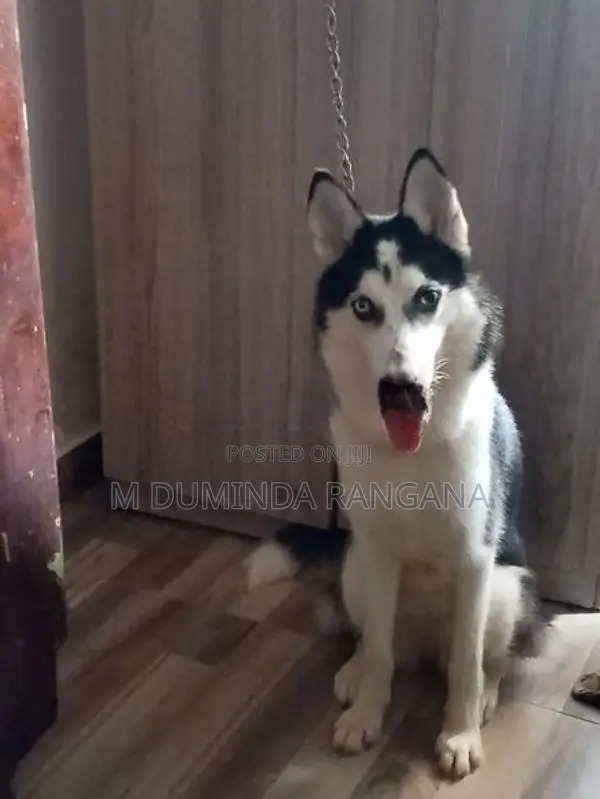 Husky