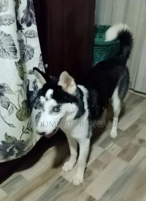 Husky