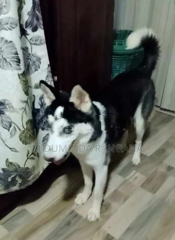 Husky