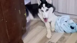 Husky