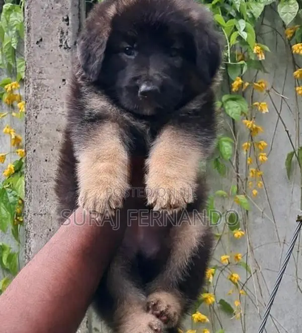 German Shepherd Long Fur Puppies
