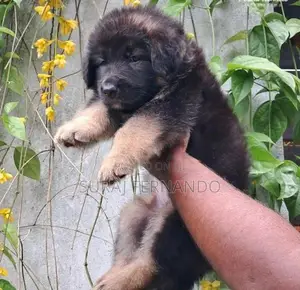 German Shepherd Long Fur Puppies