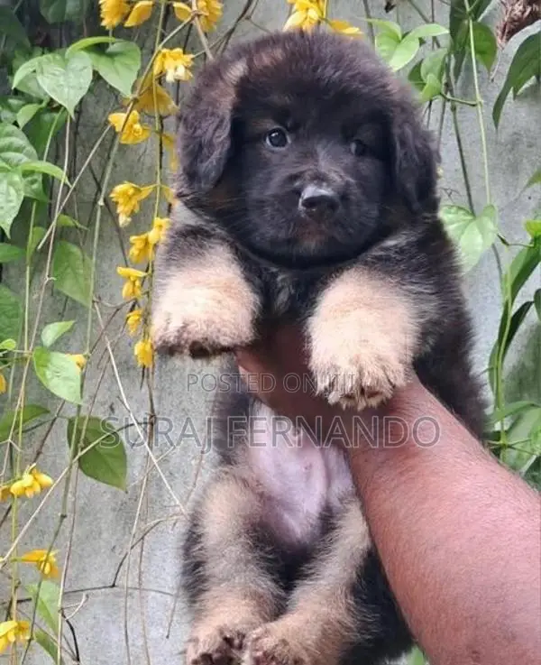 German Shepherd Long Fur Puppies