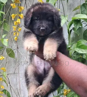 German Shepherd Long Fur Puppies