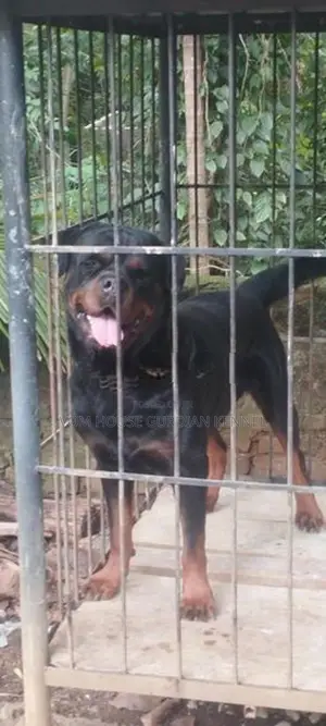 Rottweiler Dog