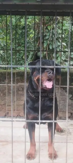 Rottweiler Dog
