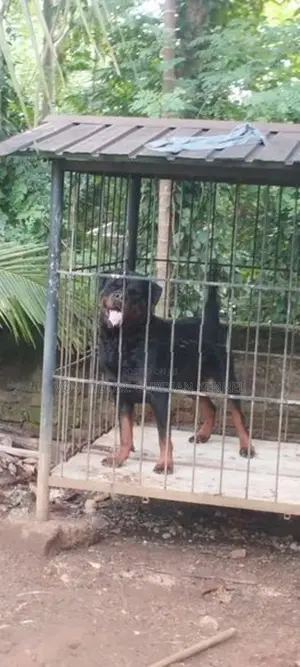 Rottweiler Dog