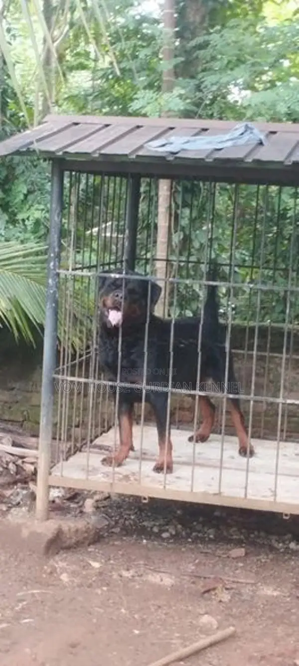 Rottweiler Dog