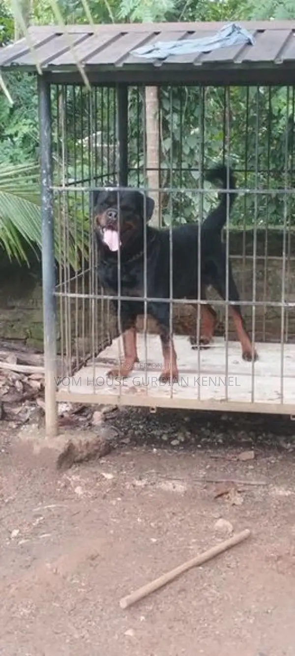 Rottweiler Dog