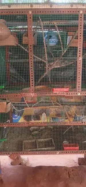 Love Birds கூடு