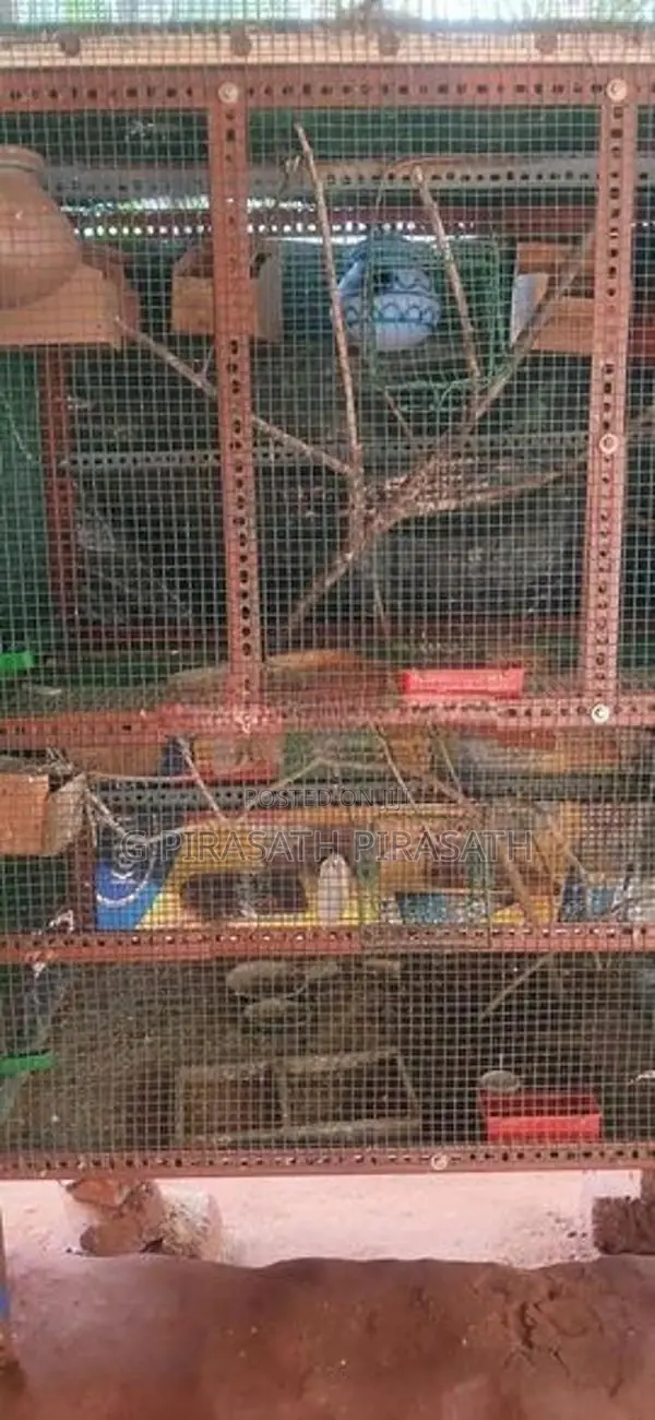 Love Birds கூடு