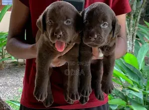 Chocolate With Black Labrador Puppies
