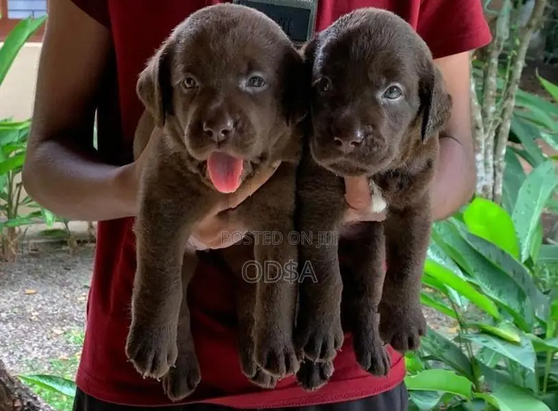 Chocolate With Black Labrador Puppies