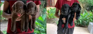 Chocolate With Black Labrador Puppies
