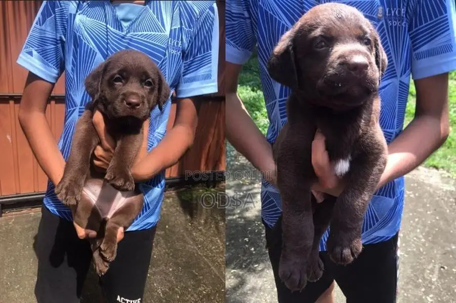 Chocolate With Black Labrador Puppies