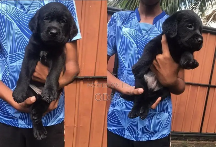 Chocolate With Black Labrador Puppies