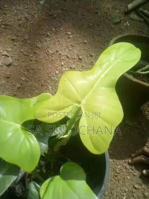 Philodendron Golden Violins