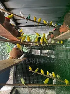 Love Birds