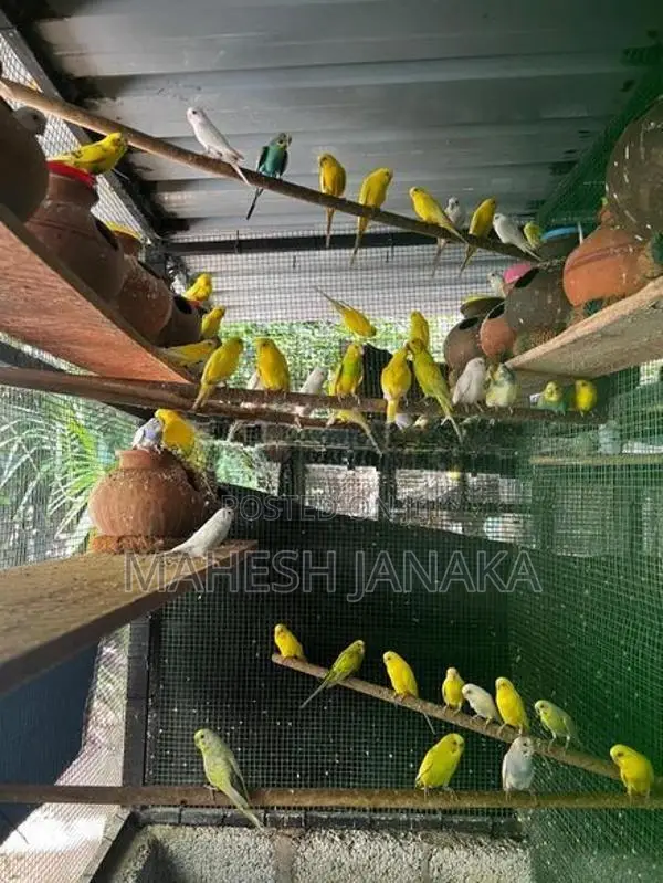 Love Birds