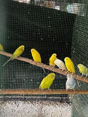 Love Birds