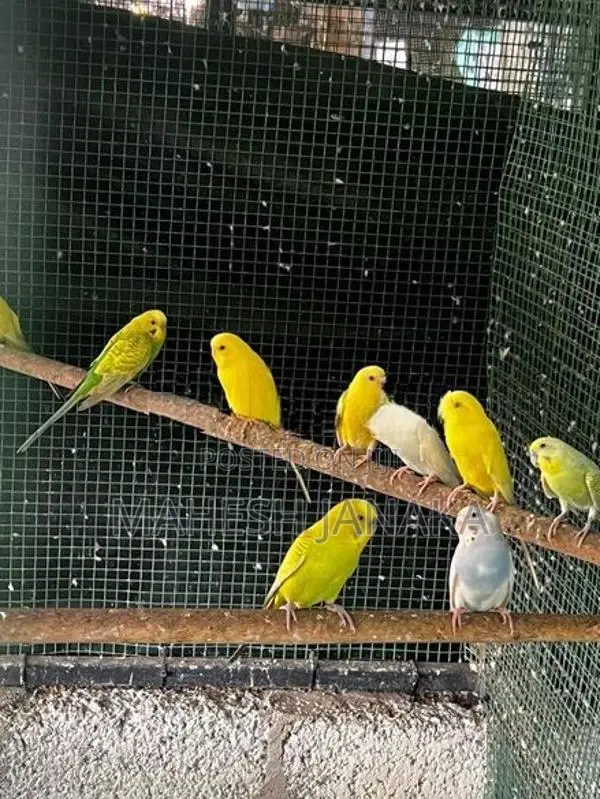 Love Birds