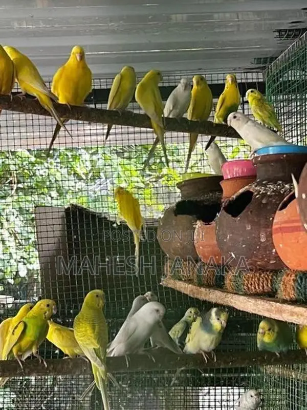 Love Birds