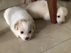 Pomeranian Puppies